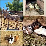 Fattoria Rovello Agroturismo *