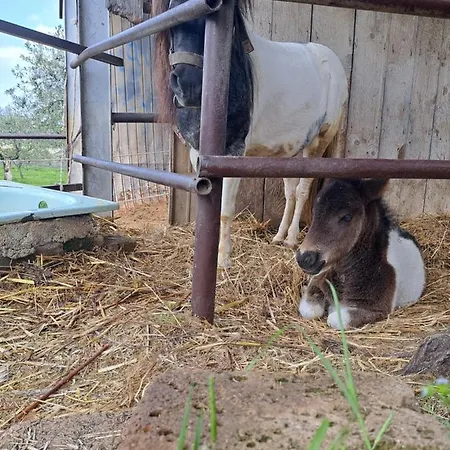 Fattoria Rovello Gospodarstwo agroturystyczne *